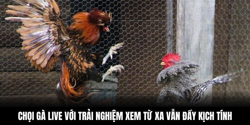 Chọi gà live với trải nghiệm xem từ xa vẫn đầy kịch tính