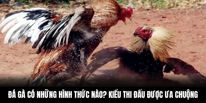 Đá Gà Có Những Hình Thức Nào? Kiểu Thi Đấu Được Ưa Chuộng