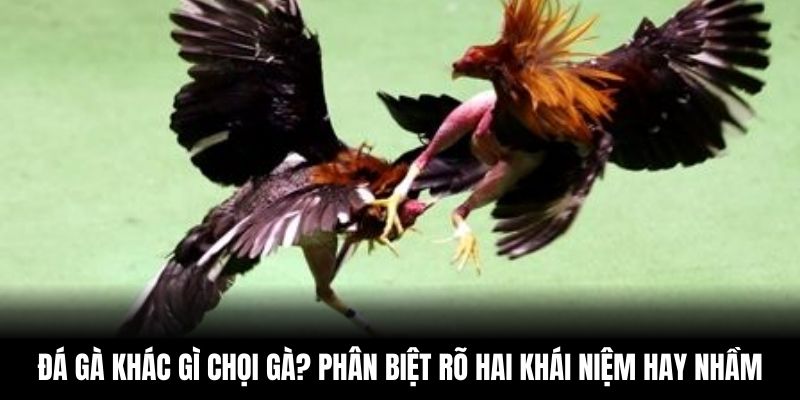 Đá Gà Khác Gì Chọi Gà? Phân Biệt Rõ Hai Khái Niệm Hay Nhầm