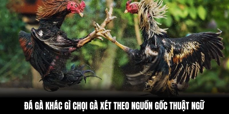 Đá gà khác gì chọi gà xét theo nguồn gốc thuật ngữ