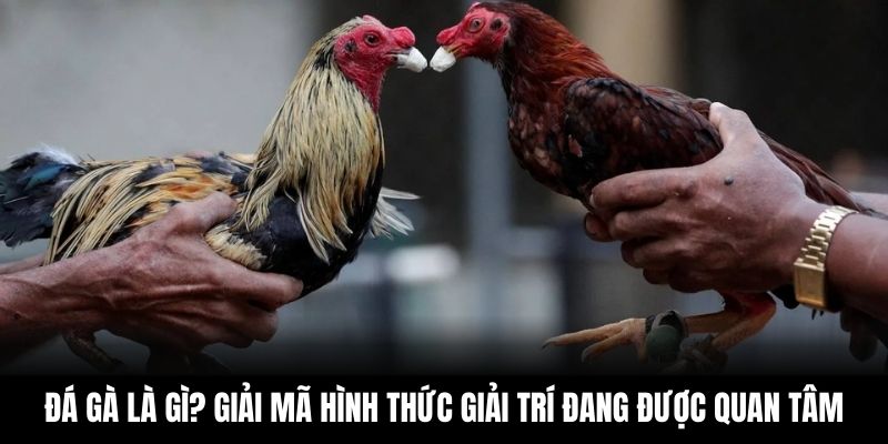 Đá Gà Là Gì? Giải Mã Hình Thức Giải Trí Đang Được Quan Tâm