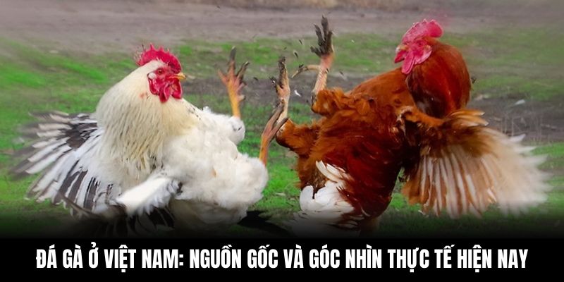 Đá Gà Ở Việt Nam: Nguồn Gốc Và Góc Nhìn Thực Tế Hiện Nay