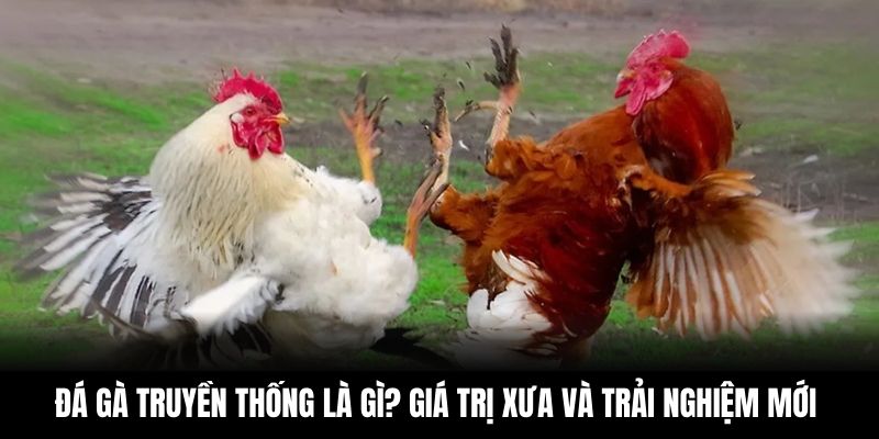 Đá Gà Truyền Thống Là Gì? Giá Trị Xưa Và Trải Nghiệm Mới