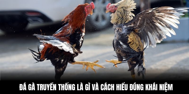 Đá gà truyền thống là gì và cách hiểu đúng khái niệm