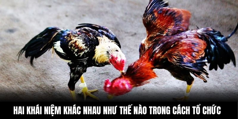 Hai khái niệm khác nhau như thế nào trong cách tổ chức