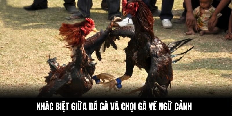 Khác biệt giữa đá gà và chọi gà về ngữ cảnh