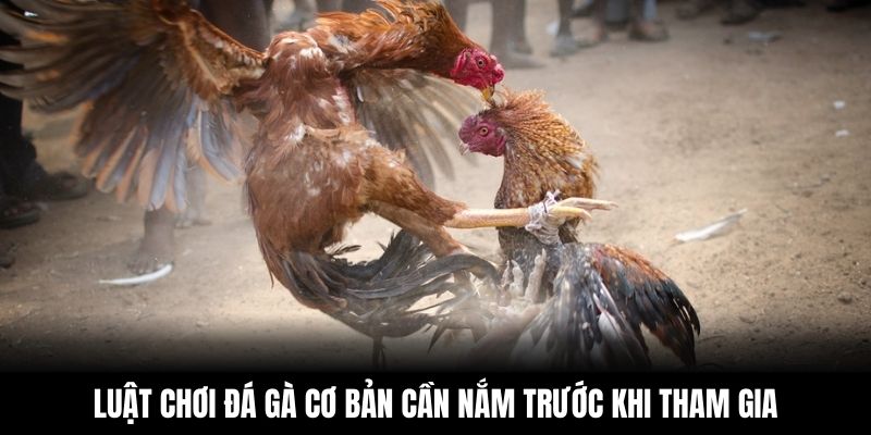 Luật chơi đá gà cơ bản cần nắm trước khi tham gia