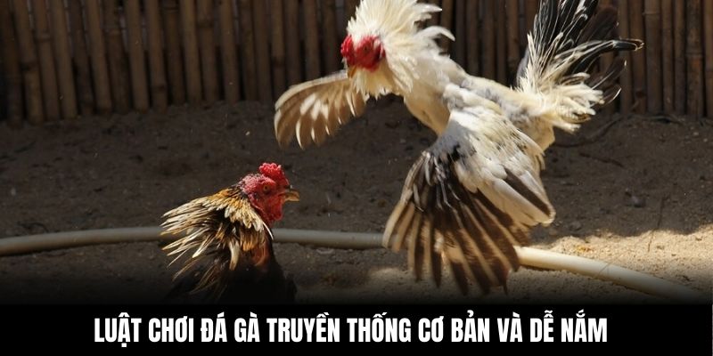 Luật chơi đá gà truyền thống cơ bản và dễ nắm