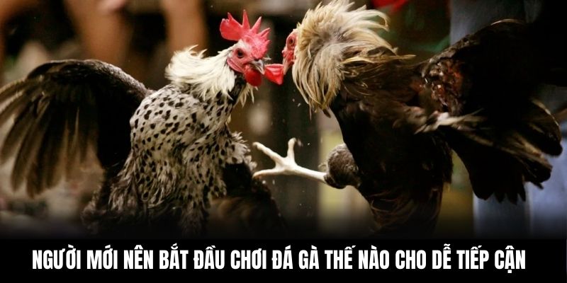 Người mới nên bắt đầu chơi đá gà thế nào cho dễ tiếp cận