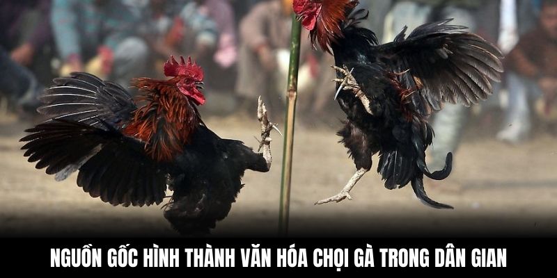 Nguồn gốc hình thành văn hóa chọi gà trong dân gian
