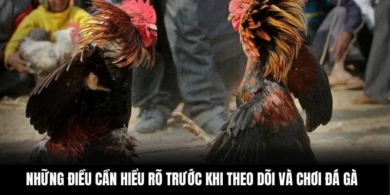 Những điều cần hiểu rõ trước khi theo dõi và chơi đá gà