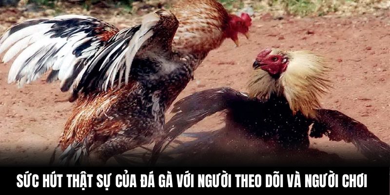Sức hút thật sự của đá gà với người theo dõi và người chơi