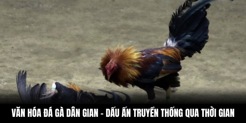 Văn Hóa Đá Gà Dân Gian – Dấu Ấn Truyền Thống Qua Thời Gian
