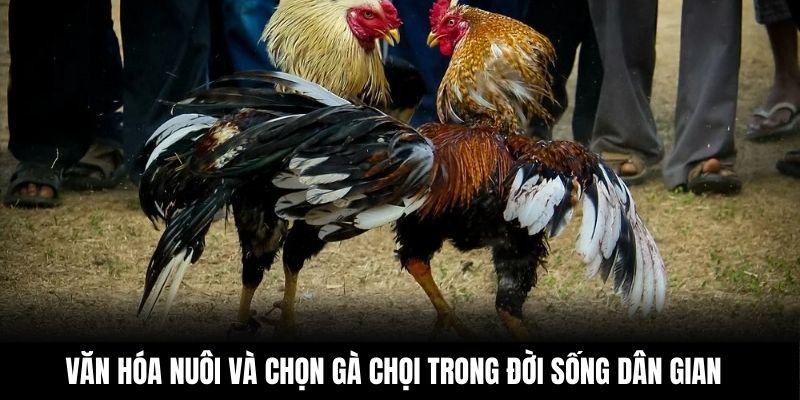 Văn hóa nuôi và chọn gà chọi trong đời sống dân gian